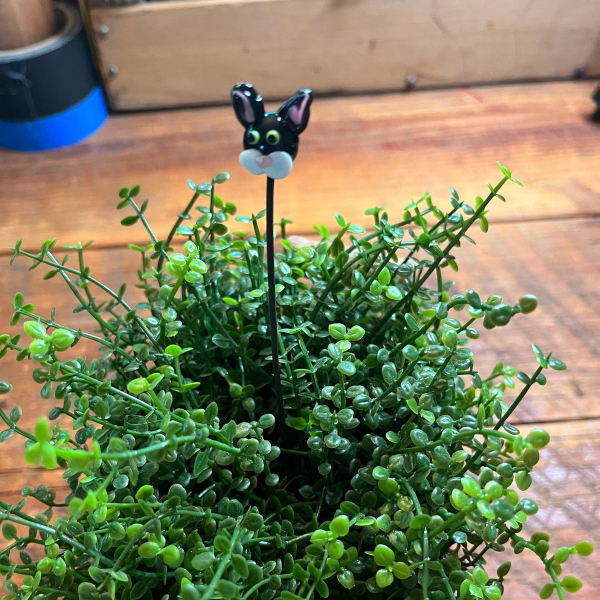 A small potted green leafy plant on a wooden surface, with a black stake topped by a cartoon rabbit face decoration.