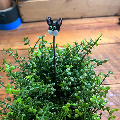 A small potted green leafy plant on a wooden surface, with a black stake topped by a cartoon rabbit face decoration.