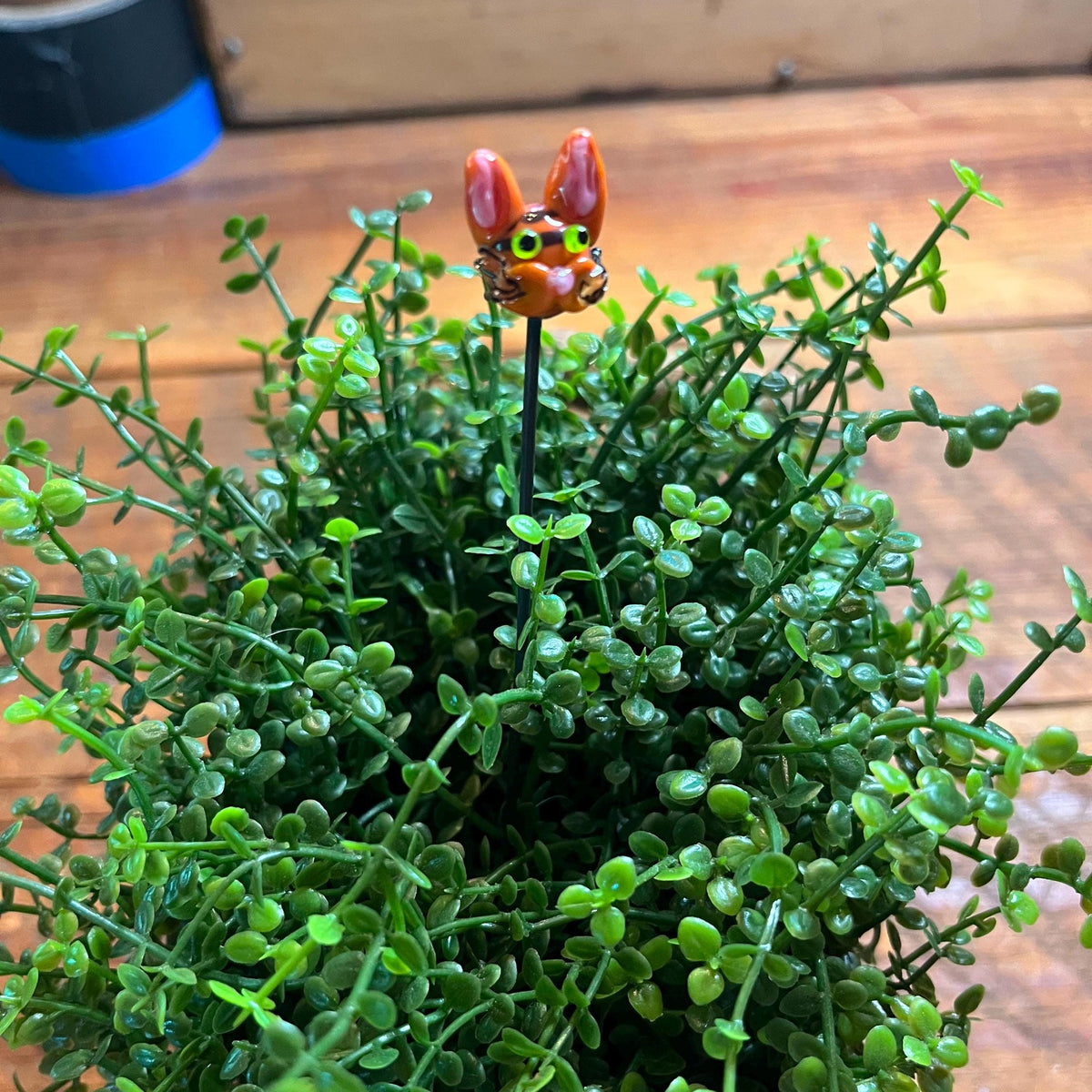 A small decorative garden stake topped with an orange and green frog figurine, inserted into dense green trailing foliage on a wooden surface.