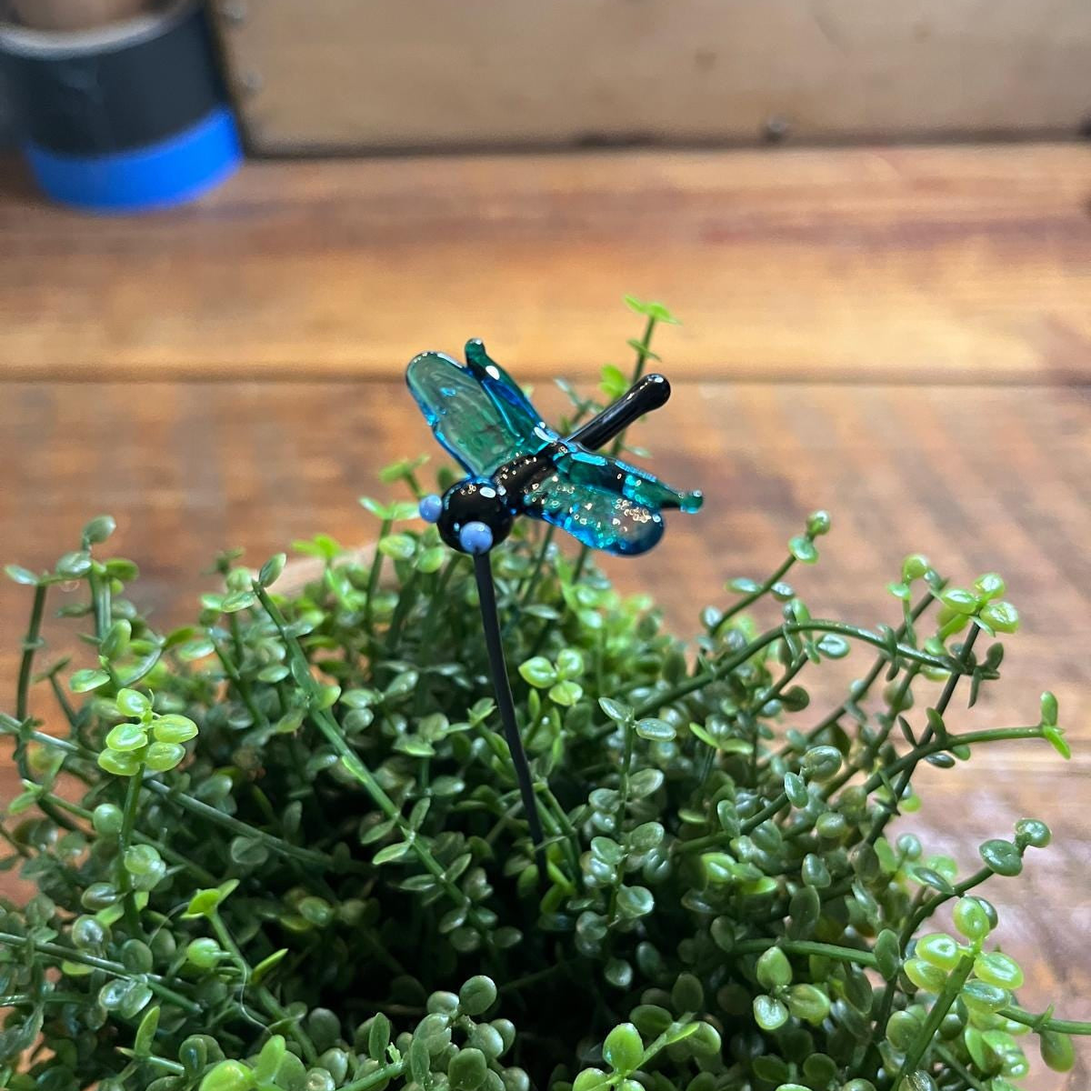 A small decorative dragonfly figurine with iridescent blue-green wings and a black body, mounted on a thin stem and placed among dense green foliage on a wooden surface.