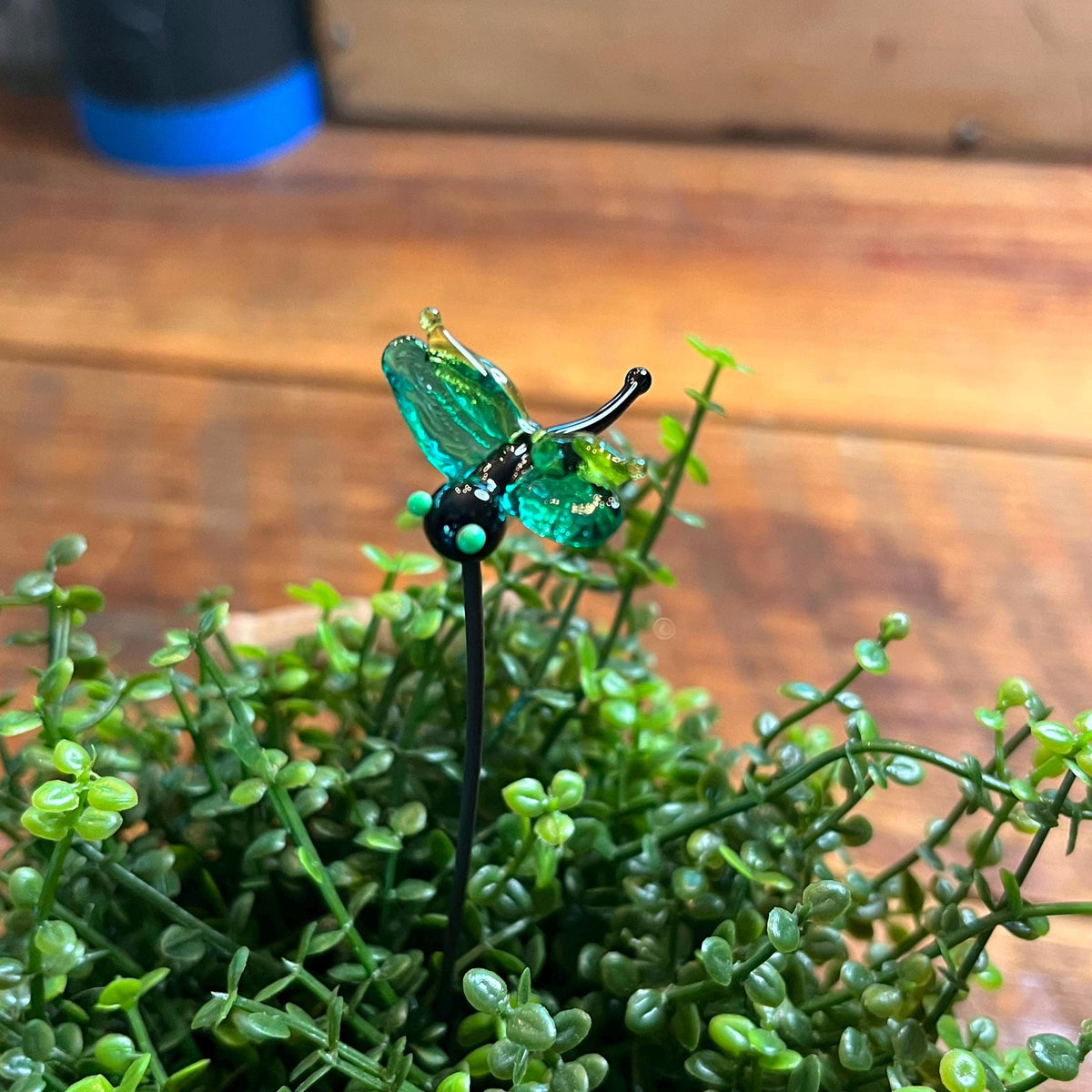 A green glass dragonfly pin with a black stem, displayed on a bed of small green succulent plants on a wooden table.