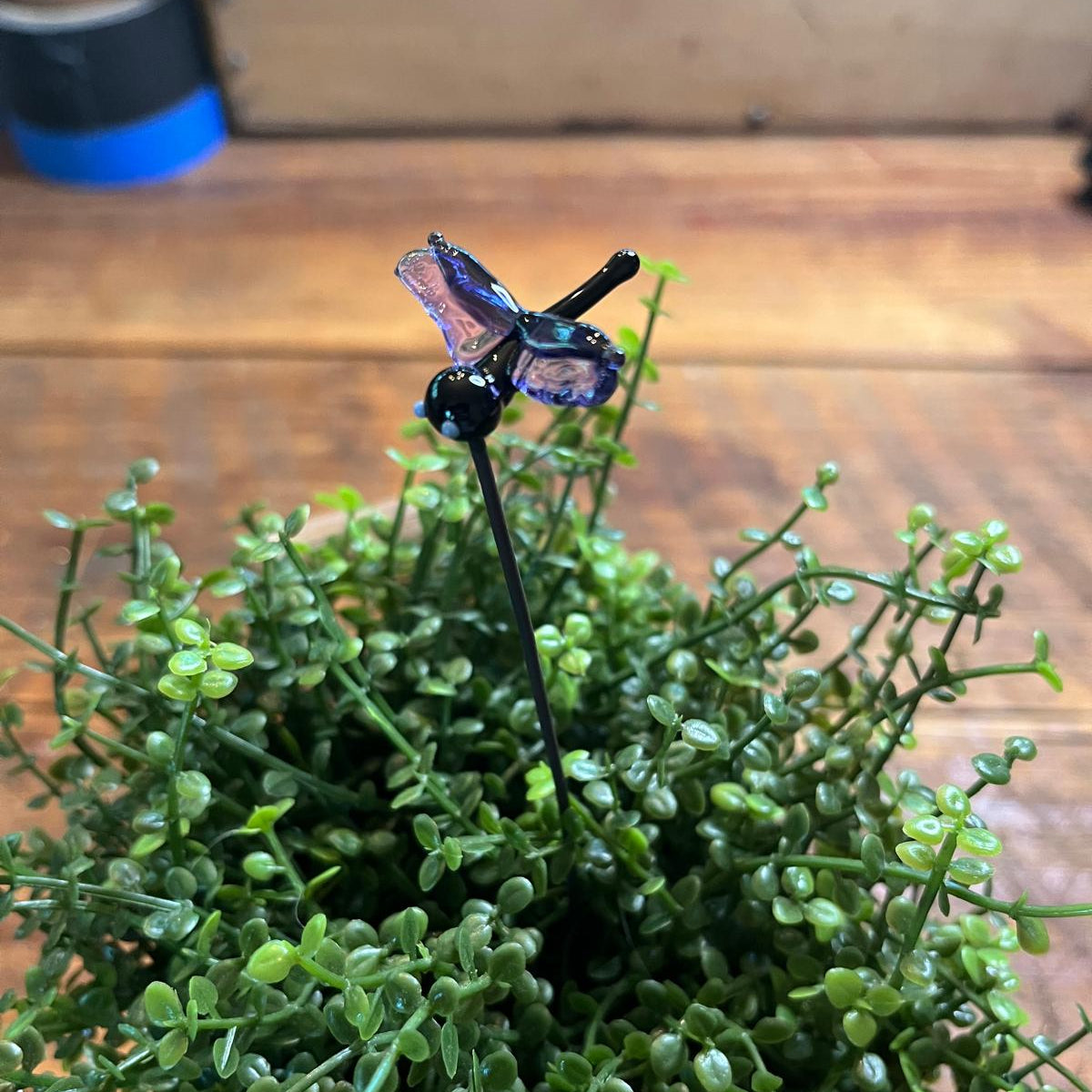 A small iridescent dragonfly figurine perched on a thin black stake, inserted into a dense green succulent plant on a wooden tabletop.