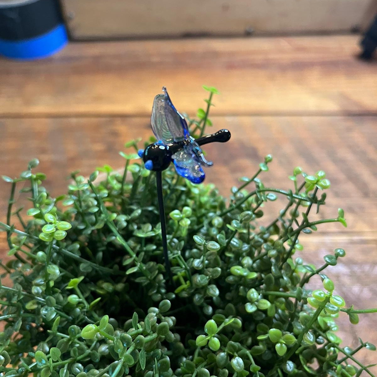 A small glass dragonfly stake with blue and black glass wings and body, inserted into a green succulent plant on a wooden tabletop.