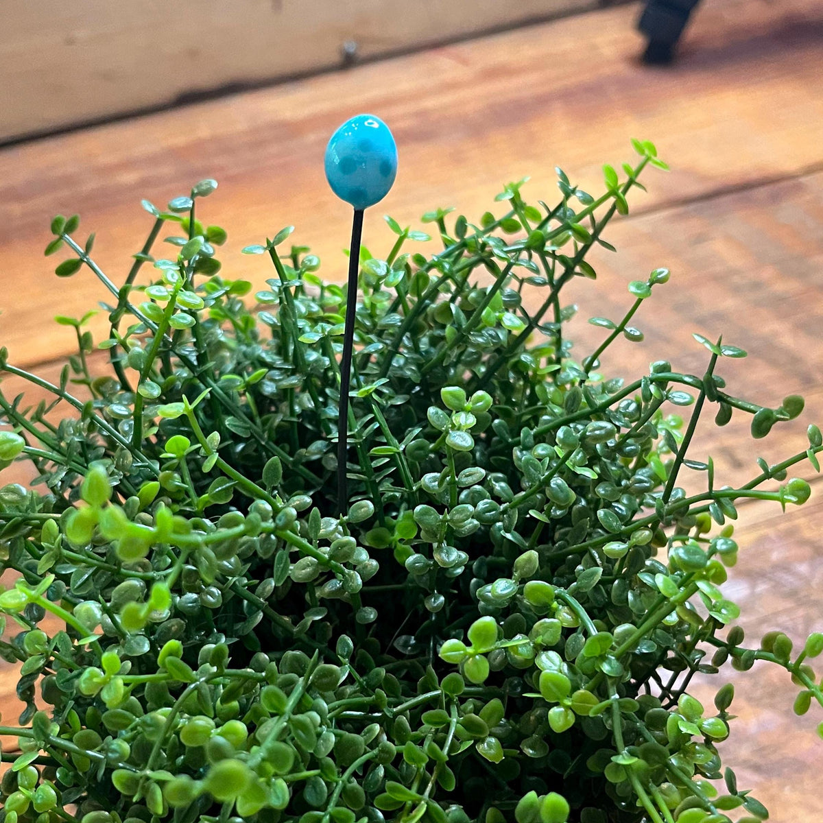 A small potted green succulent plant with dense trailing foliage and a single bright turquoise flower on a black stem, placed on a wooden surface.