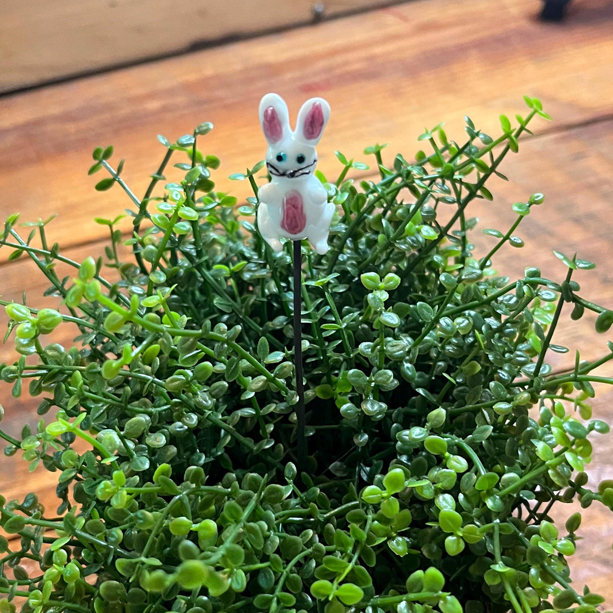 A small white bunny garden stake with pink inner ears and a pink belly, placed on top of dense green succulent foliage on a wooden surface.