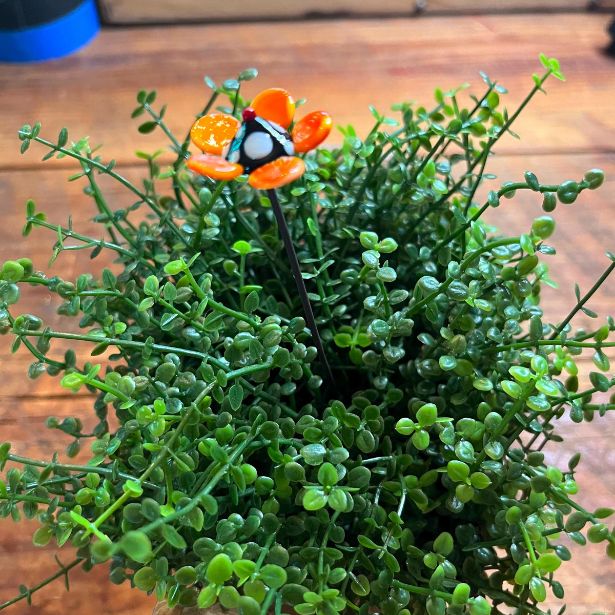 A small potted green succulent or artificial plant with dense trailing foliage and a decorative orange flower stake near the top, placed on a wooden surface.