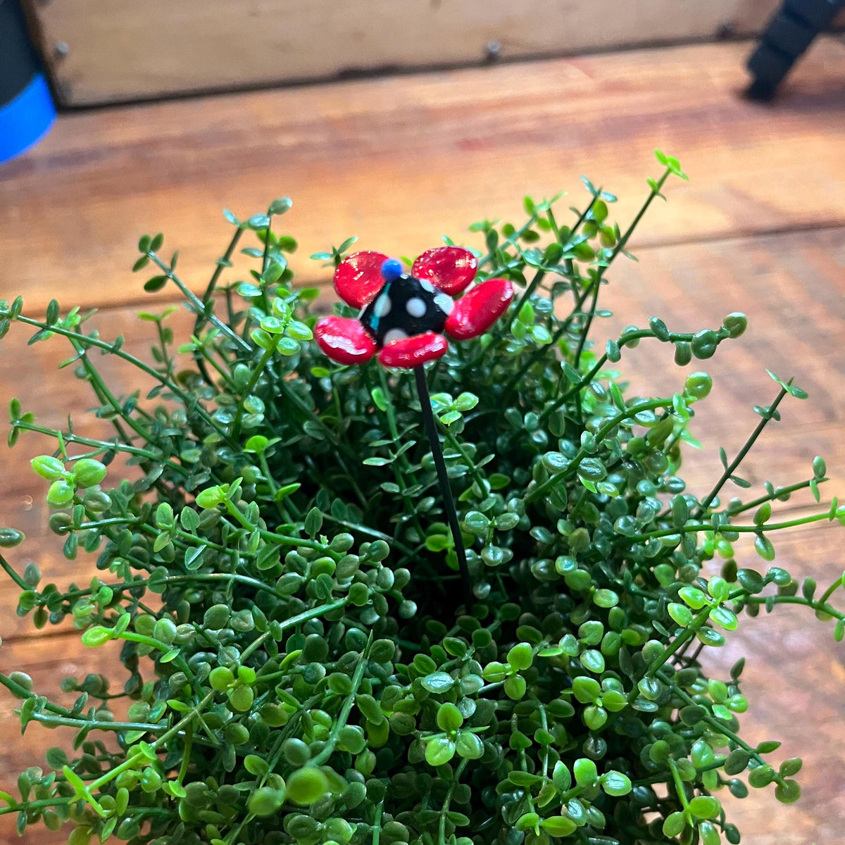 A small potted artificial green plant with dense trailing foliage and a decorative red flower with black and white polka dots on a wooden surface.