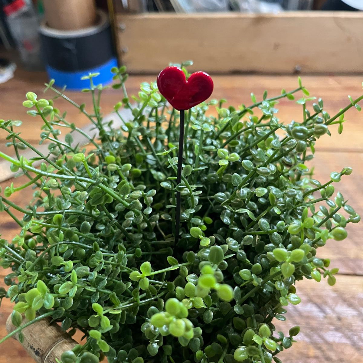 A small potted green succulent-like plant with dense trailing foliage and a single red heart-shaped flower on a wooden surface.