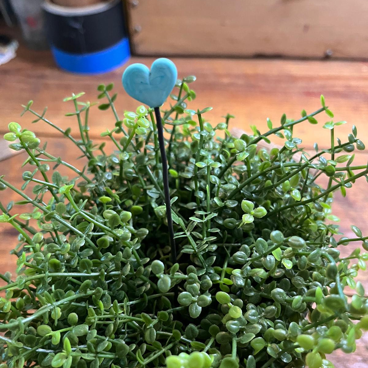 A small potted green succulent plant with dense trailing leaves on a wooden surface, featuring a light blue heart-shaped decorative stake in the center.