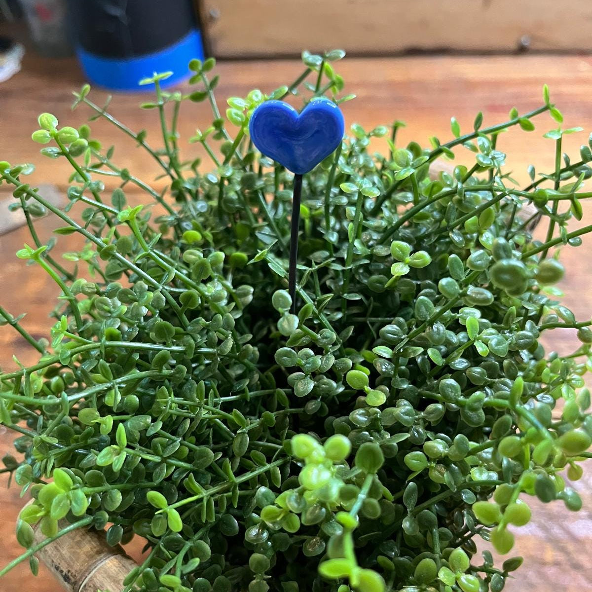 A small potted green succulent plant with dense trailing foliage and a small blue heart-shaped flower stake, shown on a wooden surface.