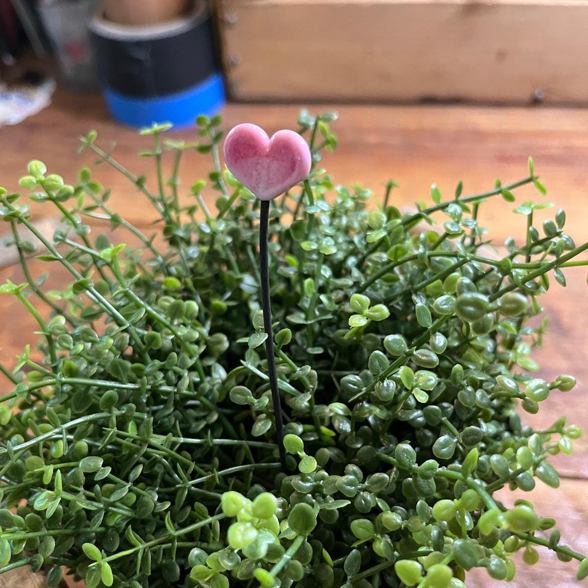 A small pink heart-shaped garden stake planted in a dense green succulent plant, set on a wooden tabletop.