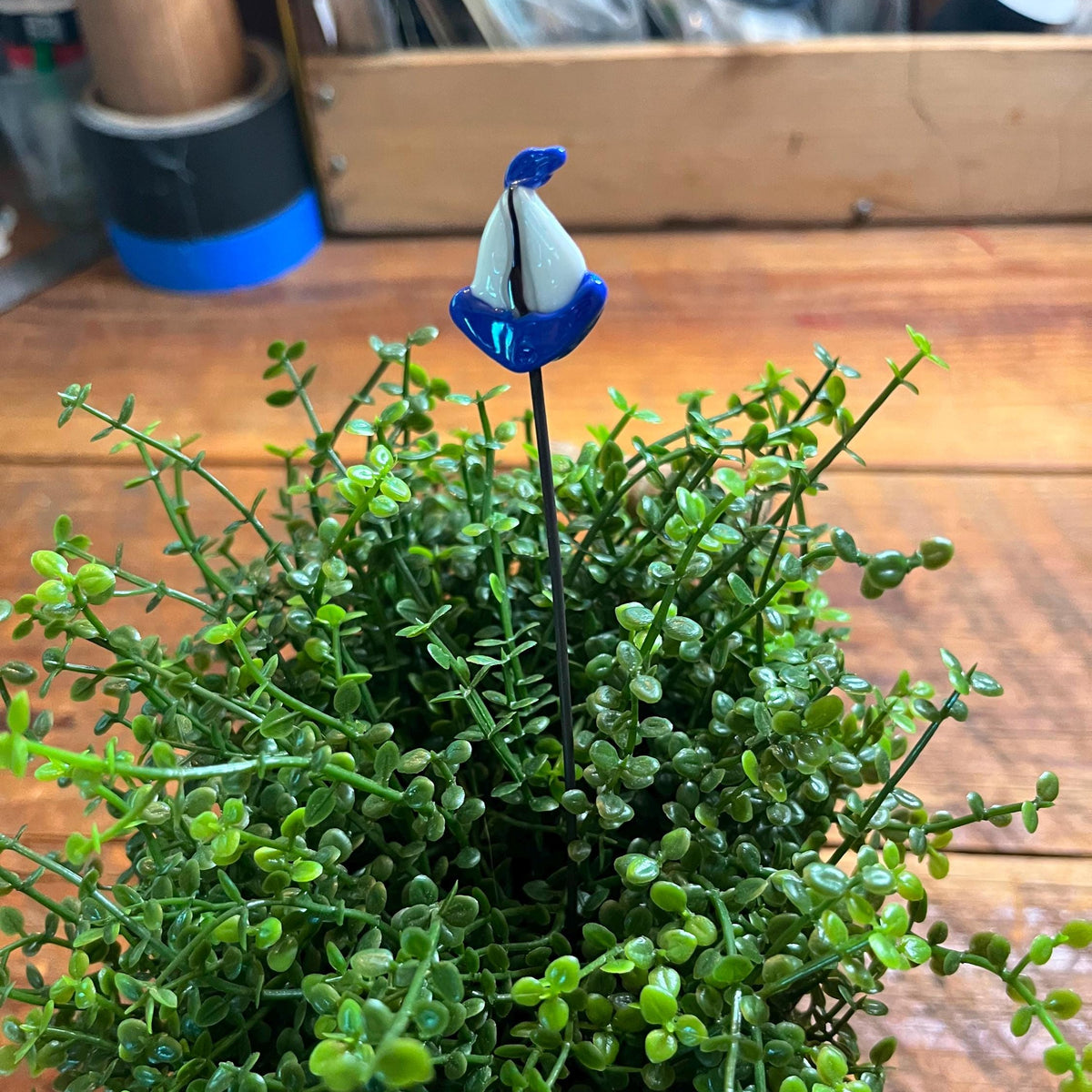 A small decorative blue and white flower pick with a black stem, inserted into a dense green succulent plant on a wooden tabletop.