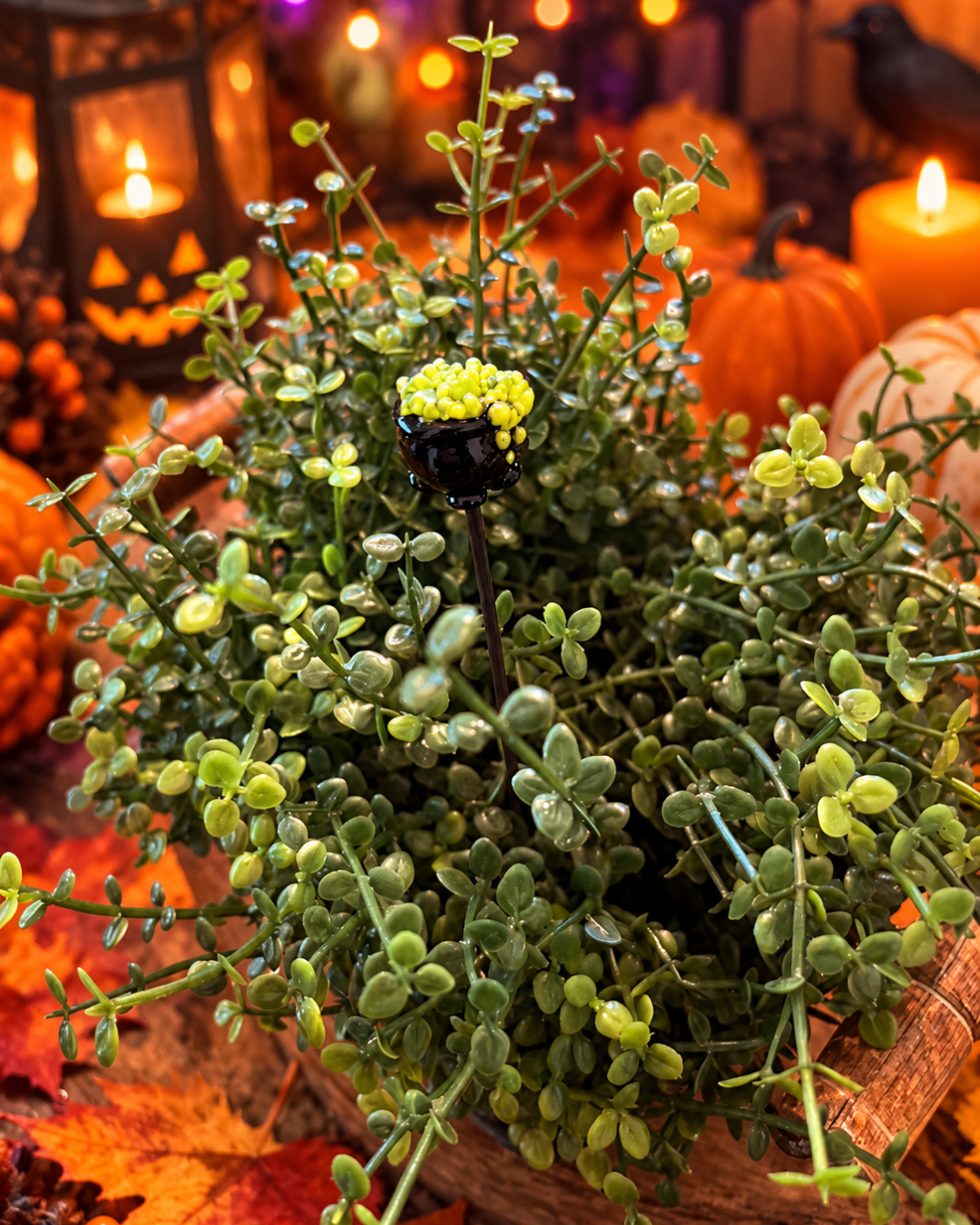 A close-up of a green leafy decorative plant arrangement with small yellow flowers and a black spherical center, styled in a fall-themed setting with pumpkins, candles, and autumn leaves.