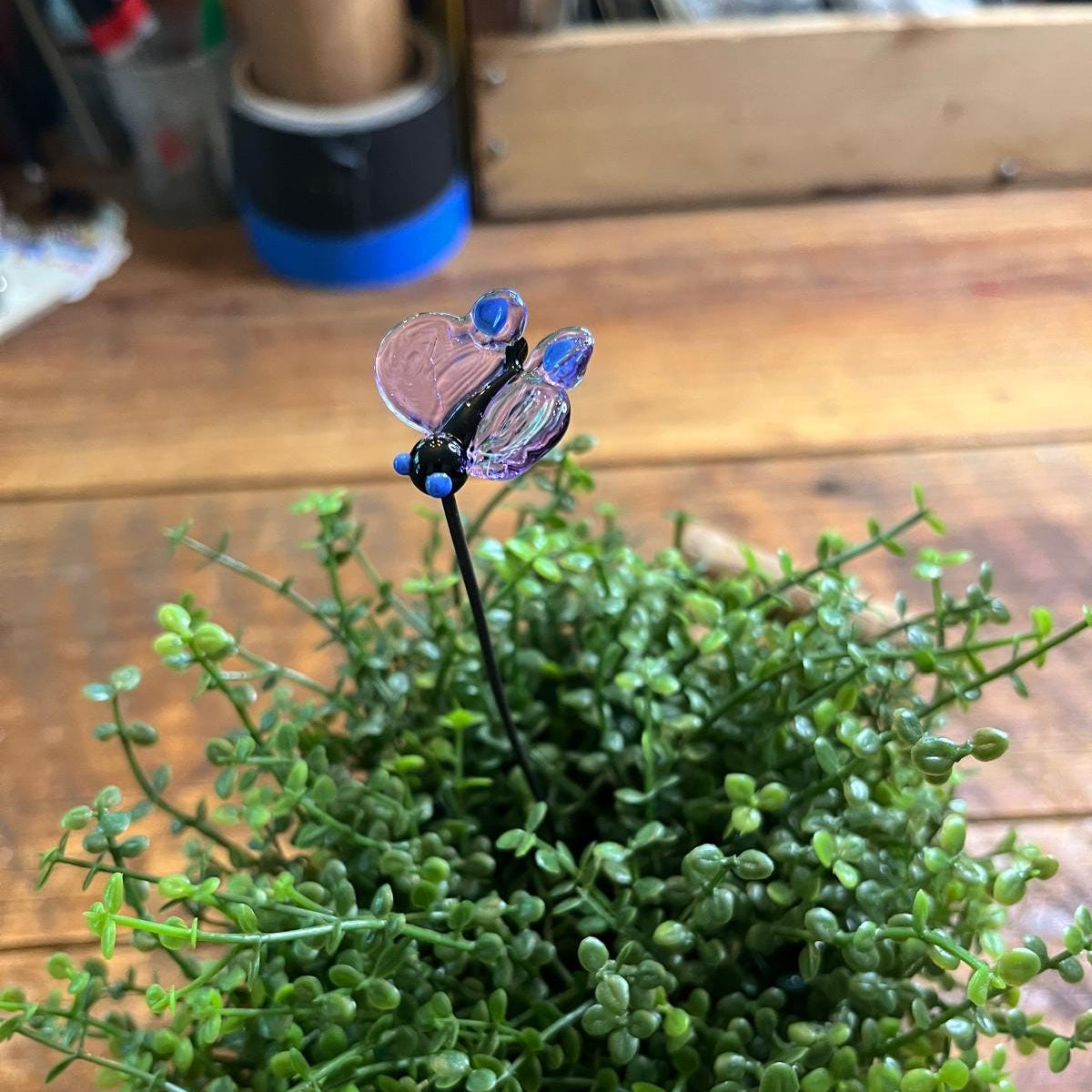 A small glass dragonfly ornament on a black stake, placed on top of a dense green succulent plant on a wooden tabletop.